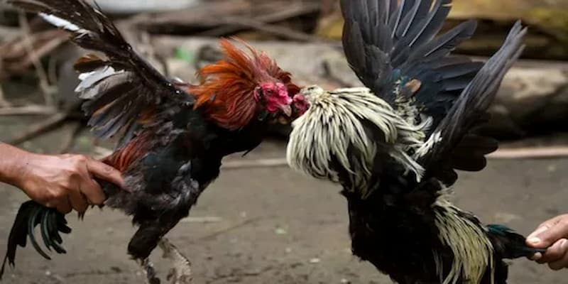Quy luật một trận đấu đá gà cựa sắt diễn ra cần nắm